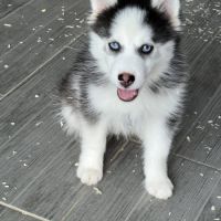Pomsky chiot #3
