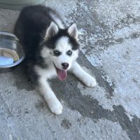 Pomsky chiot #5