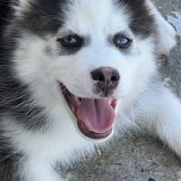 Pomsky chiot #6