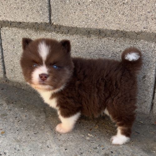 Pomsky chiot #1