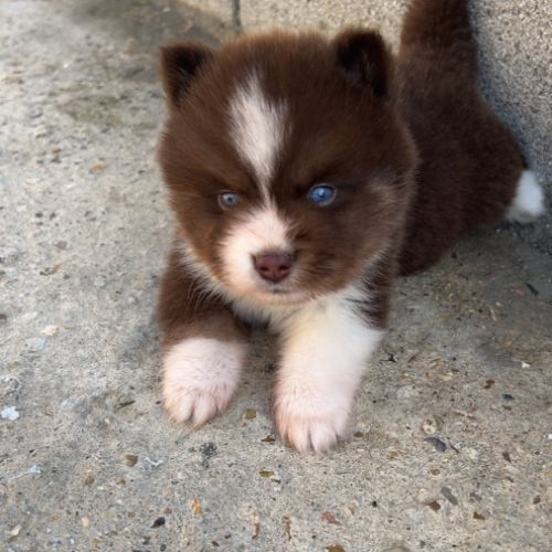 Pomsky chiot #2