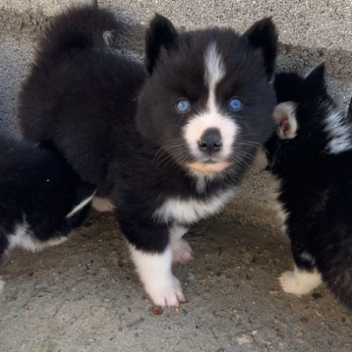 Pomsky chiot #3