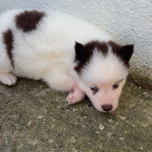 Pomsky chiot #4