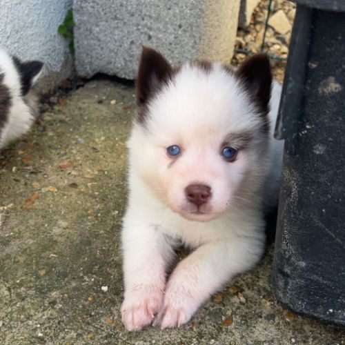 Pomsky chiot #6
