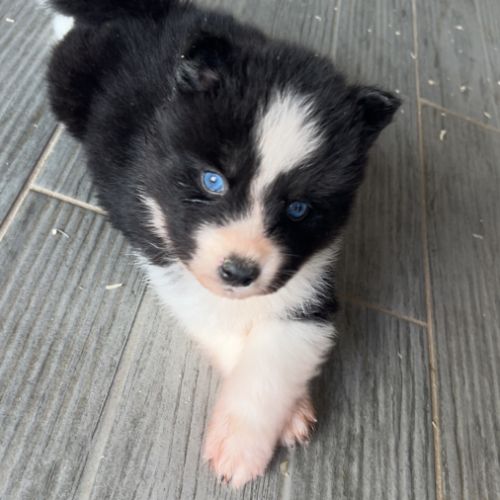 Pomsky chiot #7