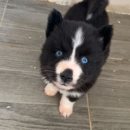 Pomsky chiot