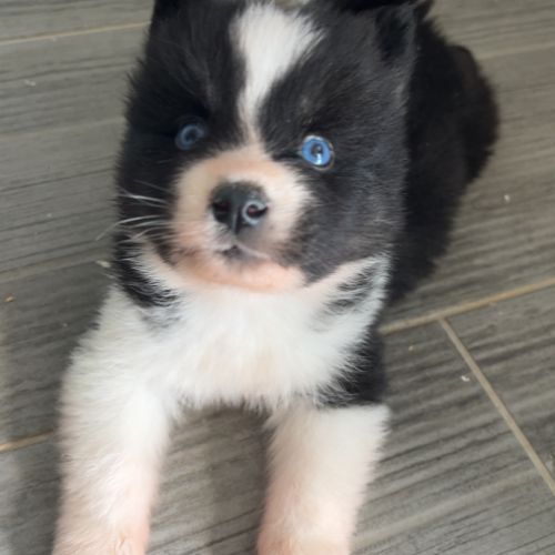 Pomsky chiot #9