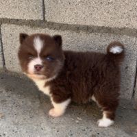 Pomsky chiot #1