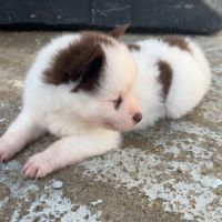 Pomsky chiot #5