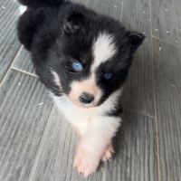 Pomsky chiot #7