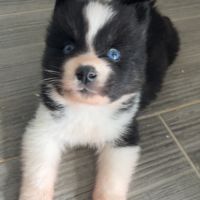 Pomsky chiot #9