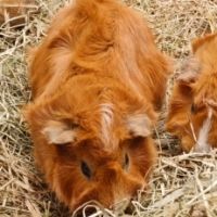 Cochon d'inde mâle rosette