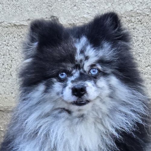 Spitz nain pomeranian #1