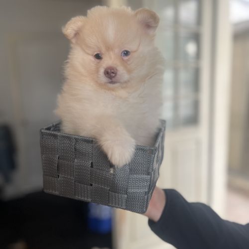 Spitz nain pomeranian #3