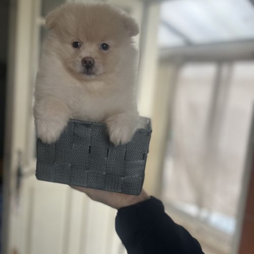 Spitz nain pomeranian #4