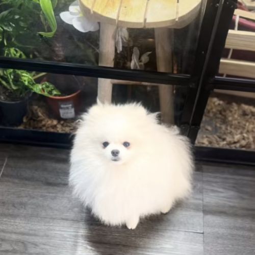 Spitz nain pomeranian #5