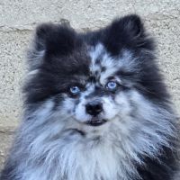 Spitz nain pomeranian #1