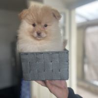 Spitz nain pomeranian #0