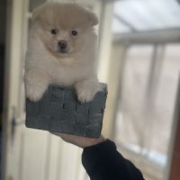 Spitz nain pomeranian #4