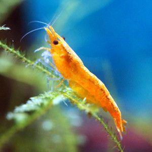 Crevettes orange sunkist #3