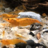 Crevettes orange sunkist #0