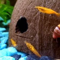 Crevettes orange sunkist #2