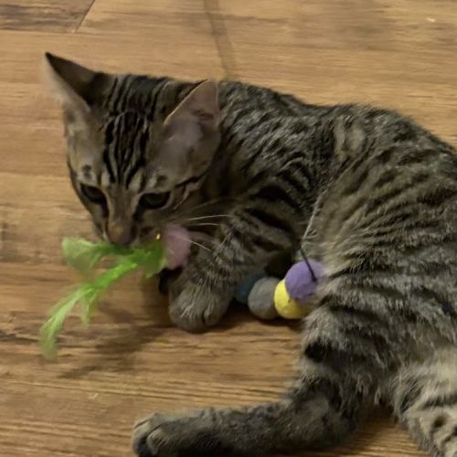 Rocky un chaton joueur