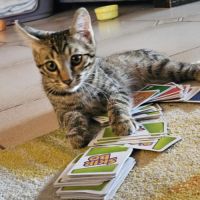 Rocky un chaton joueur #1