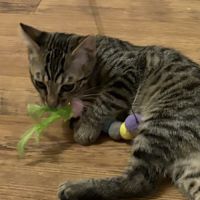 Rocky un chaton joueur #0