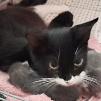 Moon, n’attend plus que sa famille pour briller #2