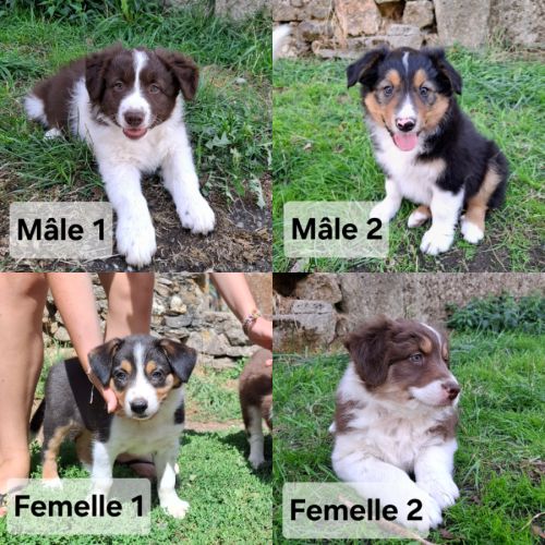 Chiots croise berger australien