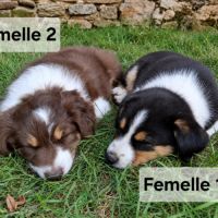 Chiots croise berger australien #2