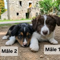 Chiots croise berger australien #3