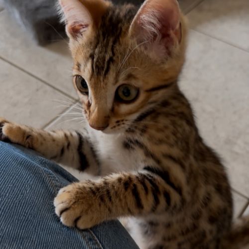 Chaton bengal loof g9 – 3 mois