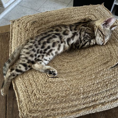 Chaton bengal loof g9 – 3 mois #4