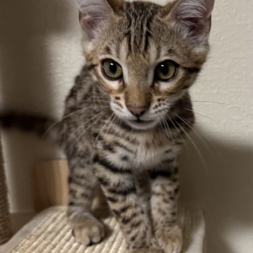 Chaton bengal loof g9 – 3 mois #5