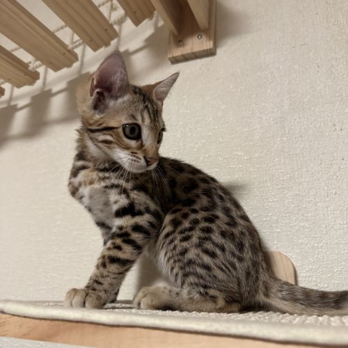 Chaton bengal loof g9 – 3 mois #7