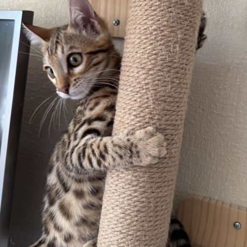 Chaton bengal loof g9 – 3 mois #8
