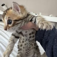 Chaton bengal loof g9 – 3 mois #2