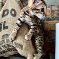 Chaton bengal loof g9 – 3 mois #3