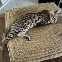 Chaton bengal loof g9 – 3 mois #4