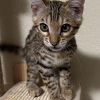 Chaton bengal loof g9 – 3 mois #5