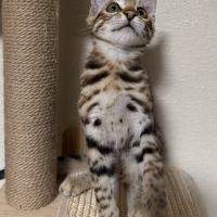 Chaton bengal loof g9 – 3 mois #6