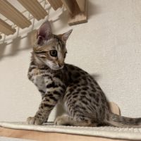 Chaton bengal loof g9 – 3 mois #7