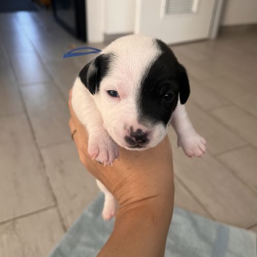 Chiots jack russell terrier #2