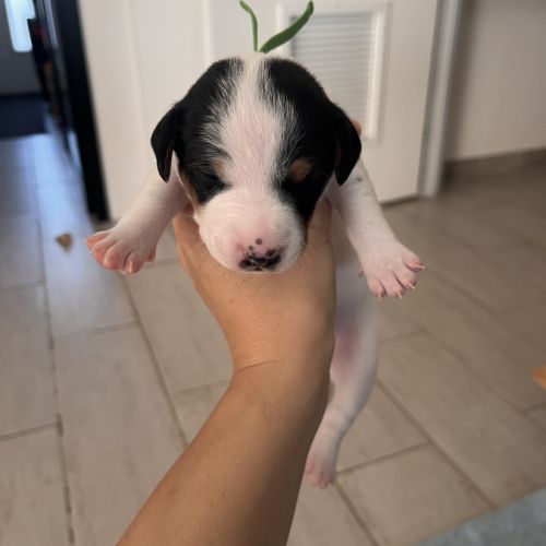 Chiots jack russell terrier #3