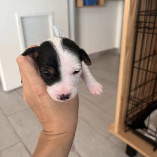 Chiots jack russell terrier #4