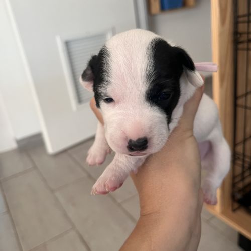 Chiots jack russell terrier