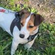Chiots jack russell terrier #8