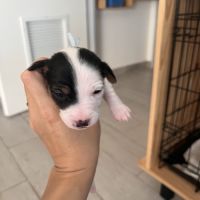 Chiots jack russell terrier #4